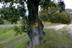 Nature showing me the way...